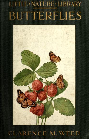 Viceroy Butterflies Visiting Strawberries