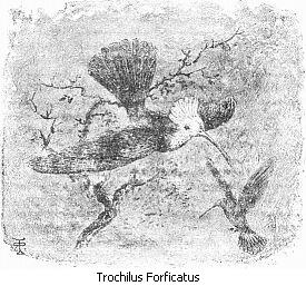Trochilus Forficatus