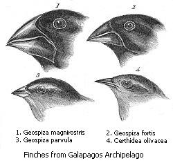 Finches from Galapagos Archipelago