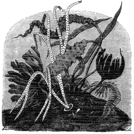 Fig. 1. Group of Sea-weeds (chiefly Laminari&aelig;).