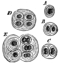 Fig. 2. A, Species of Gleocapsa, one of the Palmelleæ, in various stages. A becomes B, C, D, and E by repeated division. Magnified 300 diameters.