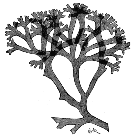 Fig. 6. Chondrus crispus.