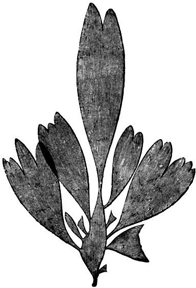 Fig. 7. Rhodomenia palmata.
