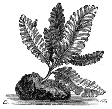 Fig. 8. Wormskioldia sanguinea.