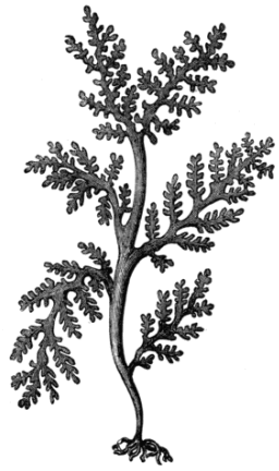 Fig. 10. Laurencia pinnatifida.
