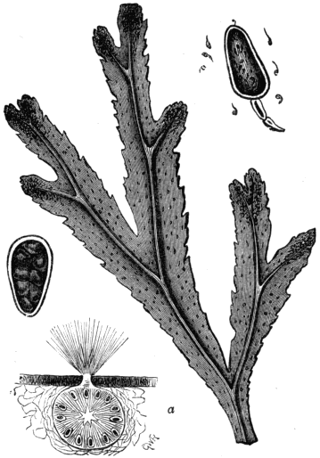 Fig. 12. Fucus serratus, showing a transverse section of the Conceptacle, and Antheridium with Antherozoids escaping.