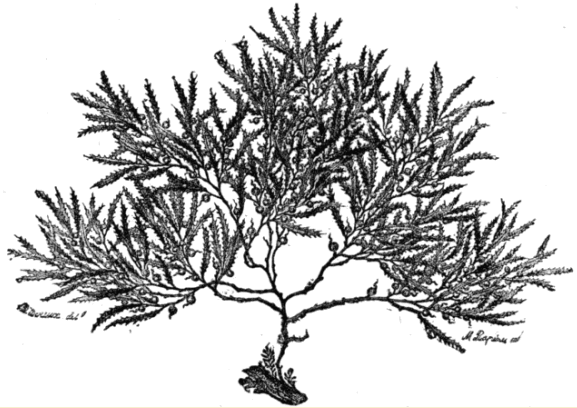 Fig. 13. The Gulf-weed (Sargassum bacciforum).