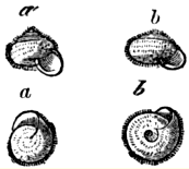 Fig. 3. (a) Helix sericea and (b) Helix hispida.