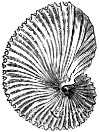 Fig. 4. Argonauta Argo.
