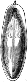 Fig. 5. "Bone" of Sepia officinalis.