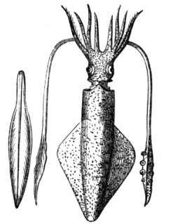 Fig. 6. Loligo vulgaris, and "Pen."