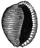 Fig. 12. Cypraea oniscus.