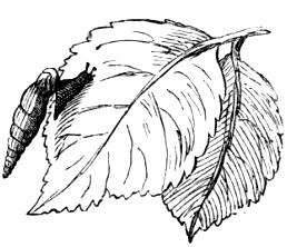 Fig. 13. Clausilia biplicata.