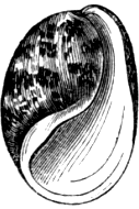 Fig. 14. Bulla ampulla.