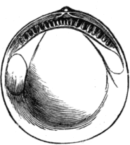 Fig. 15. Petunculus guerangeri.