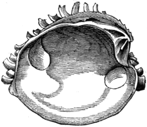 Fig. 16. Venus plicata.