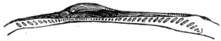 Fig. 17. Hinge-teeth of Arca barbata.