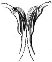 Fig. 19. Hinge of Cardita sinuata.