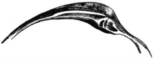 Fig. 20. Hinge of Cytherea crycina.
