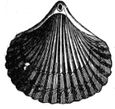 Rhynchonella depressa (a Brachiopod, from the Upper Greensand).