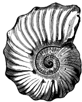Ammonites auritus (from the Gault).