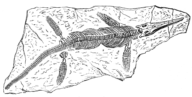 Ichthyosaurus, or Fish-lizard (from the Lias).