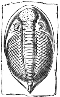 Trilobite (Asaphus candatus),
(from the Silurian).