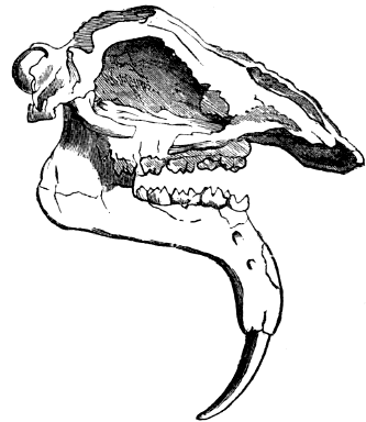 Skull of Deinotherium giganteum, a huge extinct animal, related to the elephants (from the Miocene of Germany).