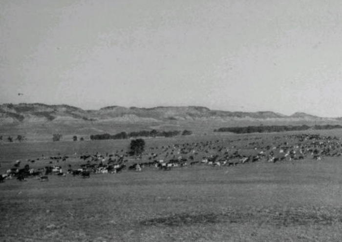 Herd, Powder River Valley