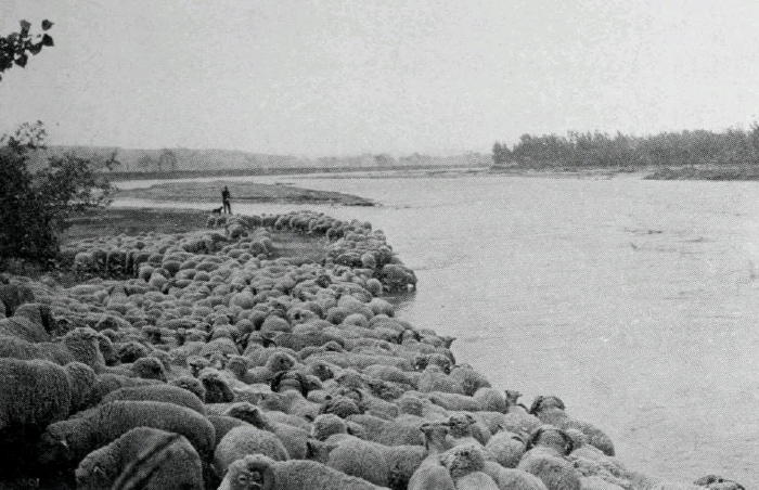 Sheep by the Water