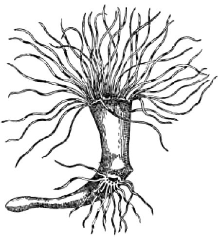 Fig. 1.—Cerianthus membranaceus, in which a second oral
aperture, surrounded by tentacles, has appeared as the result of an
artificial slit. (After Loeb.)