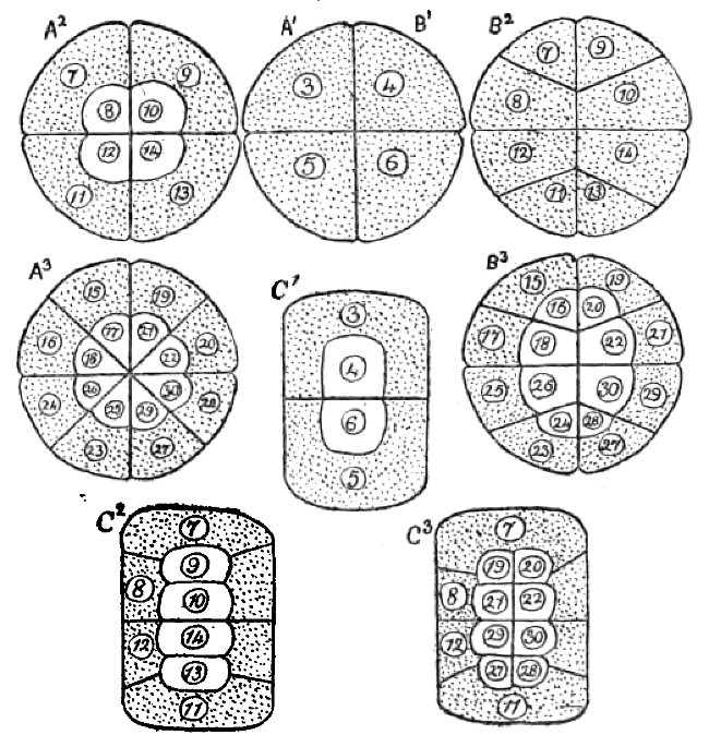 Fig. 3.—Diagrams of the Eggs of Frogs, which show how
alteration of the cleavage process changes the mode in which the nuclear
material is distributed. The nuclei indicated by the same numbers have the
same descent in all the diagrams. All the eggs are viewed from the animal
pole. A. Normally developing eggs. B. Eggs developing under compression by
horizontal plates. C. Eggs developing under compression by vertical
plates.
