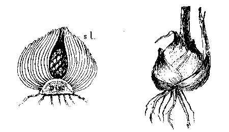 Tunicated Bulb of Hyacinth
in section showing "Disc," and
Scale Leaves s. l.