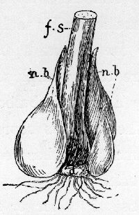 Tulip.
d. disc of old bulb; f. s. flower and
leaf-stalk which have eaten up old bulb; n. b.
new bulb and offsets.
