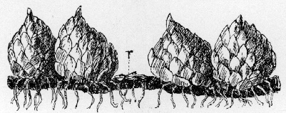 Rhizome (r) with Offsets.