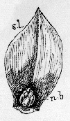 Scale leaf (s. l.) of Lily bulb showing new growth (n. b.) at base.
