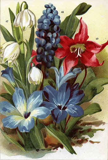 LEUCOJUM VERNUM, (47) MUSCARI CONICUM (48),
ERYTHRONIUM JOHNSONI (49), TECOPHYLA CYANOCROCUS (50).