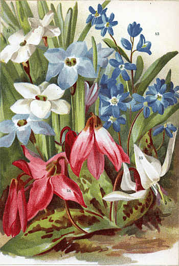 BRODIA UNIFLORA (51-52), CHIONODOXA SARDENSIS (53),
ERYTHRONIUM DENS-CANIS (54-55)