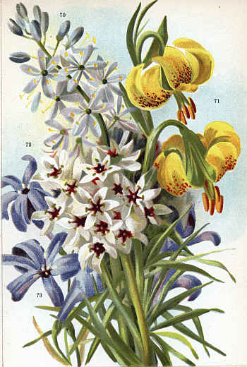 CAMASSIA CUSICKI (70) LILIUM PYRENAICUM (71)
ALLIUM ERDELII (72) IXIOLIRION PALLASI (73)