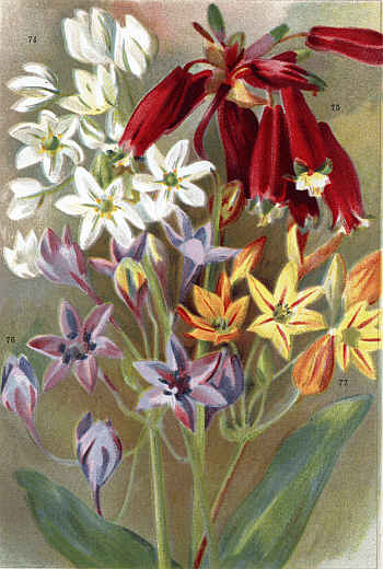 ORNITHOGALUM PYRAMIDALE (74) BREVOORTIA IDA-MAIA (75)
BRODIA LAXA (76) BRODIA IXIOIDES (77)