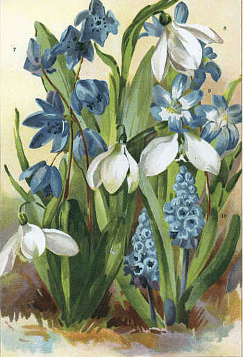 SCILLA SIBIRICA MULTIFLORA (7) GALANTHUS NIVALIS (8)
CHIONODOXA LUCILI (9) HYACINTHUS AZUREUS (10)