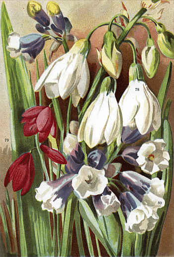 GALTONIA CANDICANS (78)
SISYRINCHIUM GRANDIFLORUM (79) BRODIA HOWELLI LILACINA (80)