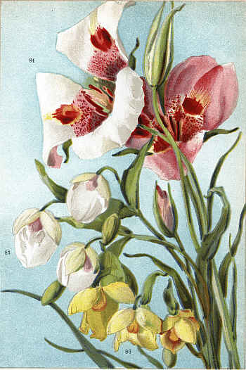 CALOCHORTUS VENUSTUS (84) CALOCHORTUS ALBUS (85)
CALOCHORTUS PULCHELLUS (86)