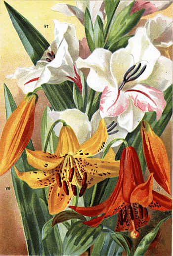 GLADIOLUS OPPOSITIFLORUS (87) LILIUM CANADENSE,
VARS. (88-89)