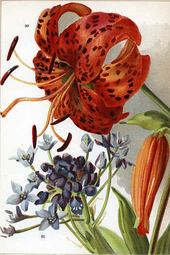 LILIUM TIGRINUM (90) BRODIA BRIDGESI (91)