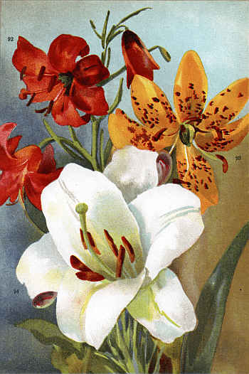 LILIUM TENUIFOLIUM (92) LILIUM HANSONI (93)
LILIUM LONGIFLORUM (94)