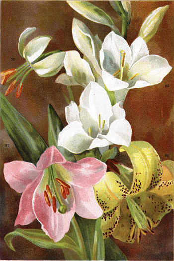 LILIUM MARTAGON ALBUM (95) WATSONIA ARDERNEI (96)
LILIUM RUBELLUM (97) LILIUM COLCHICUM (98)