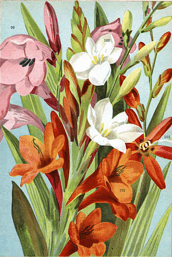 WATSONIA MERIANA (99) WATSONIA ALBA (100)
WATSONIA ANGUSTA (101) MONTBRETIA CROCOSMIFLORA (102)