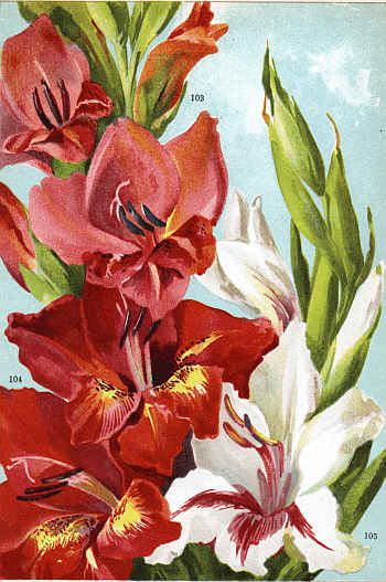 GLADIOLUS NANCEIANUS (103)
GLADIOLUS LEMOINEI (104) GLADIOLUS CHILDSI (105)