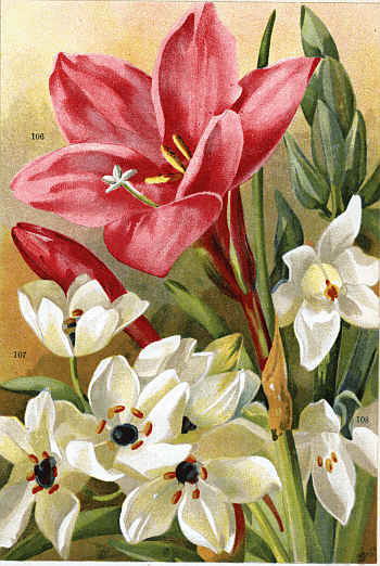 ZEPHYRANTHES ATAMASCO (106) ORNITHOGALUM ARABICUM (107)
ORNITHOGALUM NUTANS (108)